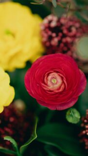 Vibrant Red Ranunculus Flower Close Up Phone Wallpaper