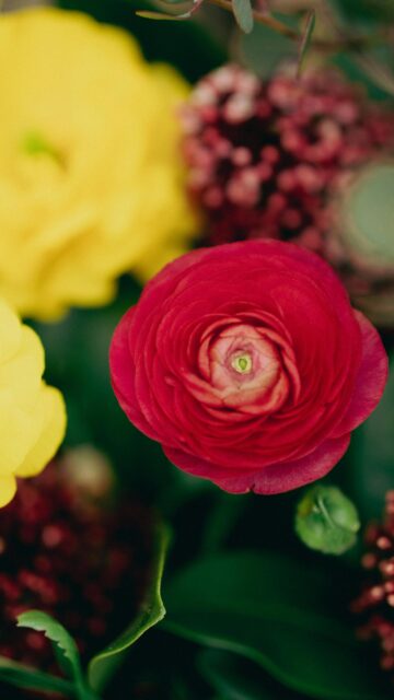 Vibrant Red Ranunculus Flower Close Up Phone Wallpaper