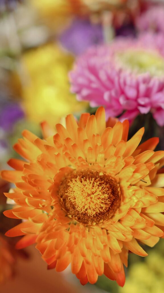 Vibrant Orange Strawflower Macro Nature Phone Wallpaper