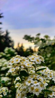 Breathtaking White Spirea Flower Clusters at Golden Hour Wallpaper