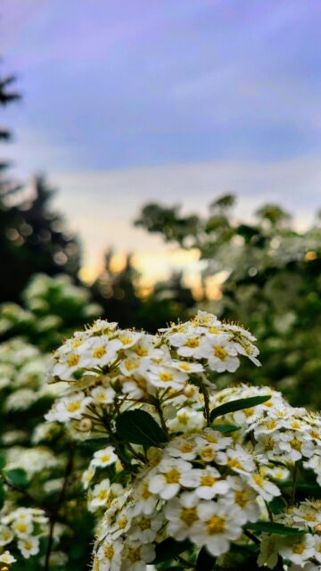 Breathtaking White Spirea Flower Clusters at Golden Hour Wallpaper