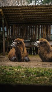 Two Majestic Camels Resting in a Rustic Stable Phone Wallpaper