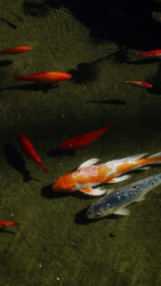 Pisces Dreamy Koi Fish Zodiac Aesthetic Spiritual 4K Phone Wallpaper