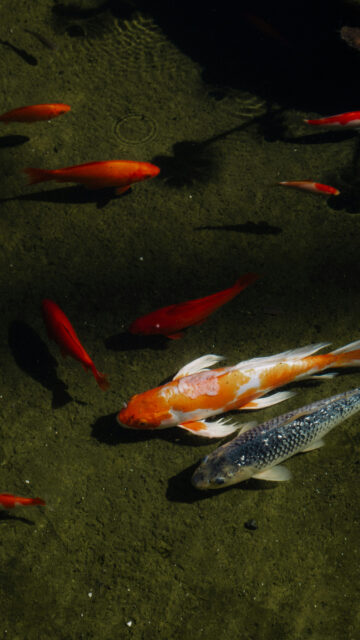 Pisces Dreamy Koi Fish Zodiac Aesthetic Spiritual 4K Phone Wallpaper