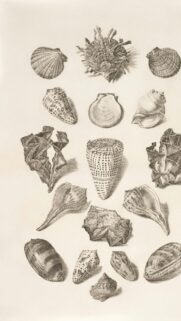 Vintage Scientific Seashell Illustration Collection Mobile Wallpaper