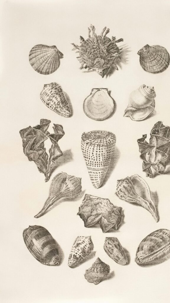Vintage Scientific Seashell Illustration Collection Mobile Wallpaper