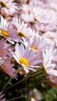 Delicate Pink Daisy Flowers Close-Up High-Definition Mobile Wallpaper