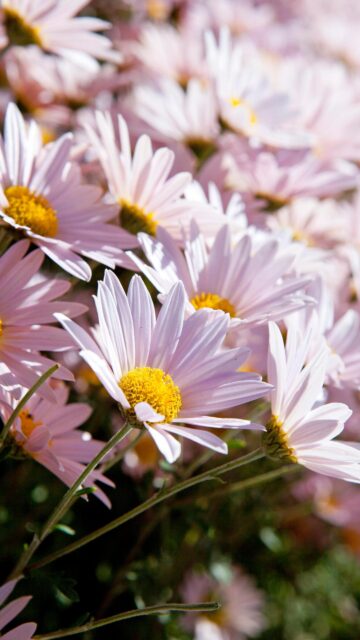 Delicate Pink Daisy Flowers Close-Up High-Definition Mobile Wallpaper