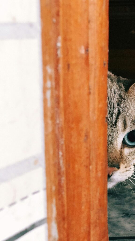 Cute Cat Peeking from Behind a Wooden Door Phone Wallpaper