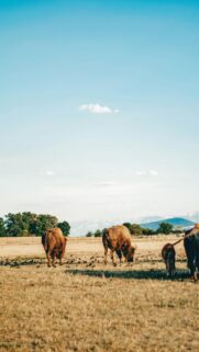 Majestic Bison Grazing in Golden Mountain Fields Mobile Wallpaper