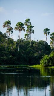 Serene Tropical River Palm Tree Forest Mobile Phone Wallpaper