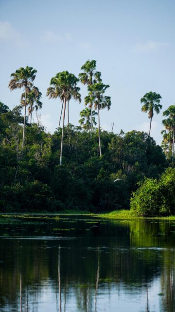 Serene Tropical River Palm Tree Forest Mobile Phone Wallpaper