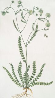 Vintage Botanical Illustration of Field Scabious Plant Art Wallpaper