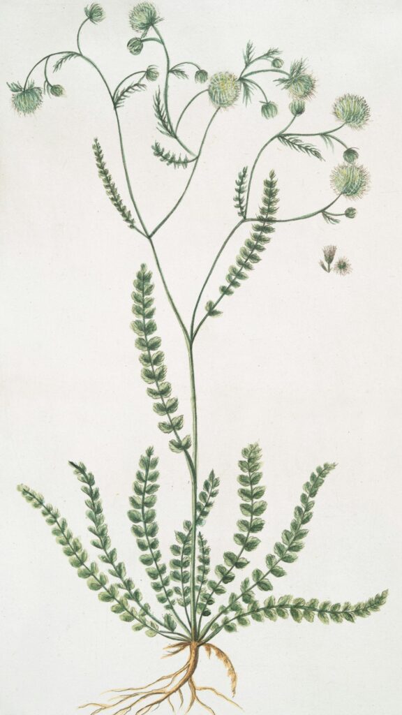 Vintage Botanical Illustration of Field Scabious Plant Art Wallpaper