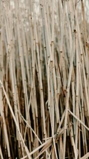 Rustic Dried Reeds Texture Vertical Nature Mobile Wallpaper