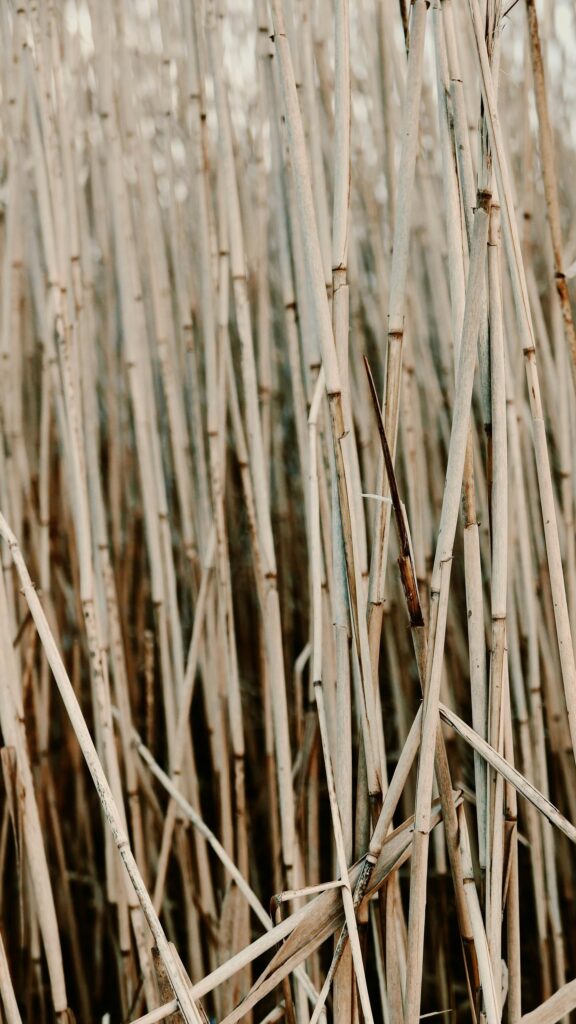 Rustic Dried Reeds Texture Vertical Nature Mobile Wallpaper