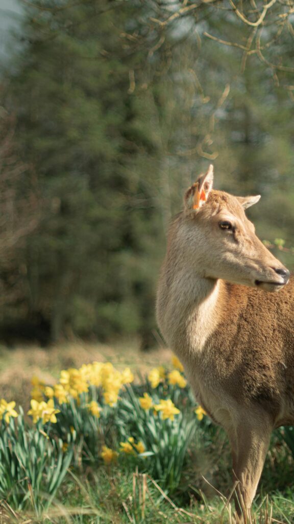 Graceful Deer Among Yellow Daffodils Spring Forest Phone Wallpaper