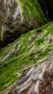 Vibrant Green Seaweed on Coastal Rocks Phone Wallpaper