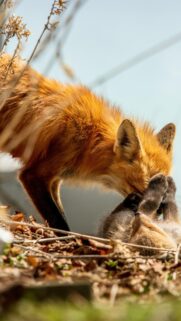 Tender Red Fox Mother Nurturing Her Kit Mobile Wallpaper
