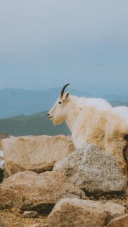 Capricorn Ambition Earth Aesthetic Mountain Goat Spiritual Wallpaper