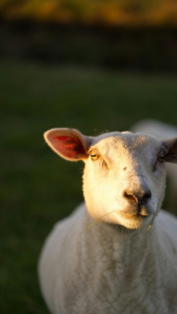 Close Up Golden Hour Lamb Face Mobile HD Wallpaper