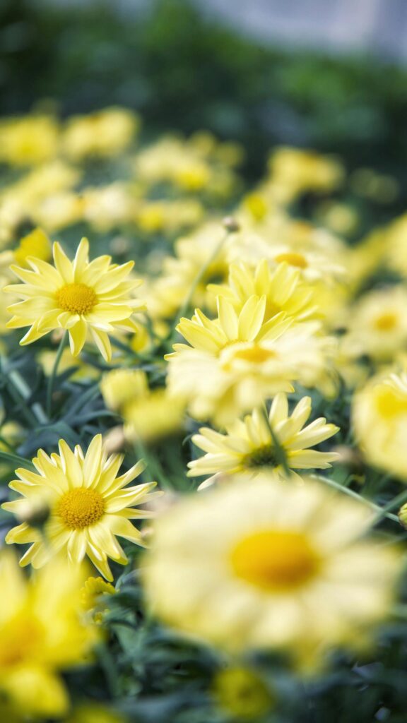 Sun-Kissed Yellow Daisy Field Spring Floral Phone Wallpaper