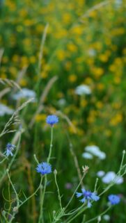 Stunning Blue Cornflowers in Wild Meadow Summer Field Mobile Wallpaper