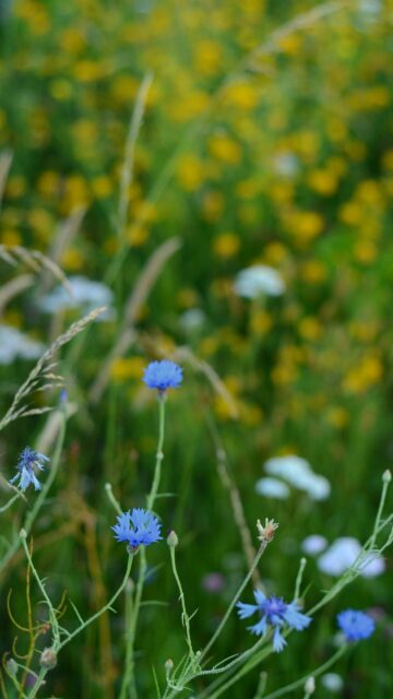 Stunning Blue Cornflowers in Wild Meadow Summer Field Mobile Wallpaper