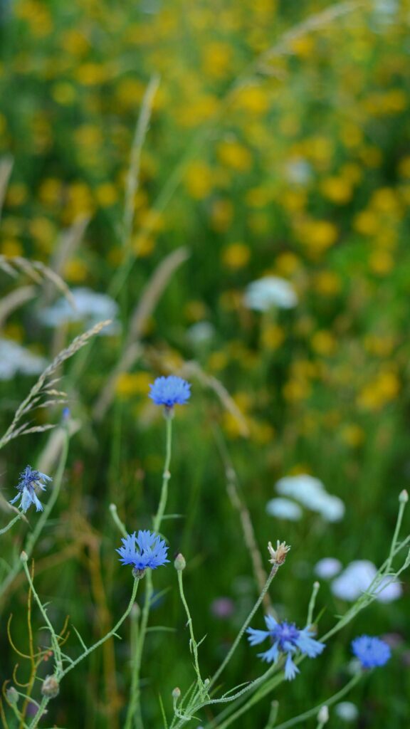 Stunning Blue Cornflowers in Wild Meadow Summer Field Mobile Wallpaper