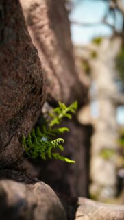 Resilient Green Fern Growing from Rocky Cliffside Mobile Wallpaper