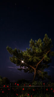 Mystical Midnight Moon Phase Pine Tree Spiritual Energy Wallpaper