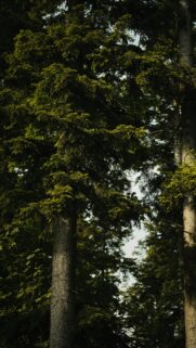 Serene Forest Canopy Sunlight Filtered Nature Mobile Wallpaper