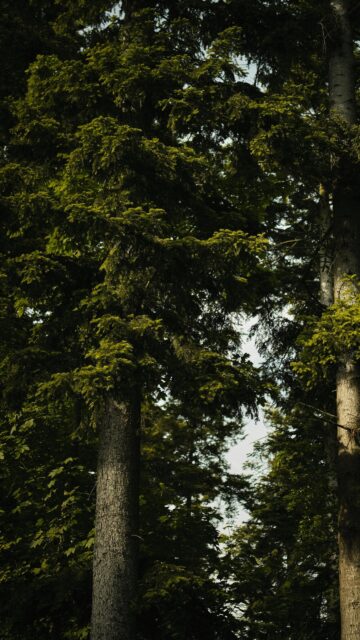 Serene Forest Canopy Sunlight Filtered Nature Mobile Wallpaper