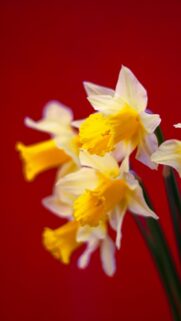 Stunning White and Yellow Daffodils against Deep Red Background Wallpaper