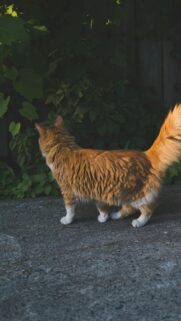 Fluffy Ginger Cat Standing in Garden Mobile Wallpaper