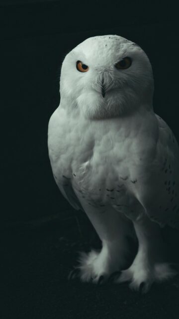Majestic Snowy Owl Close Up Portrait High Quality Mobile Wallpaper