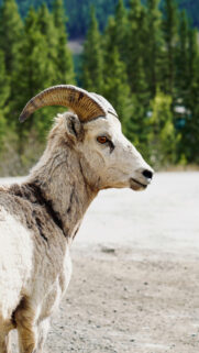 Capricorn Ambition Earth Zodiac Sign Spiritual Mountain Goat Wallpaper