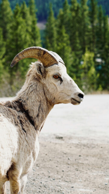 Capricorn Ambition Earth Zodiac Sign Spiritual Mountain Goat Wallpaper