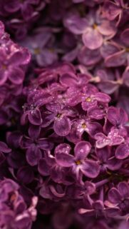 Dew-Kissed Purple Lilac Flower Macro Close-up Mobile Wallpaper
