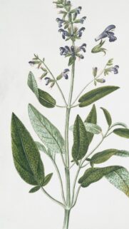 Vintage Botanical Sage Plant Illustration Mobile Wallpaper