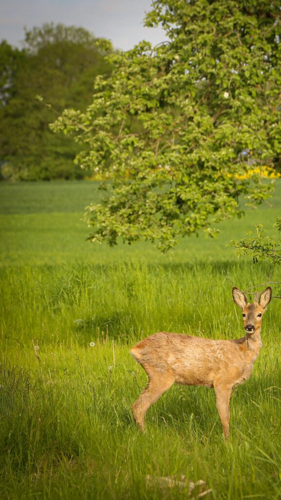 Wild Roe Deer Standing in Green Spring Meadow Phone Wallpaper