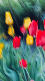 Artistic Motion Blur Tulip Garden Floral Mobile Wallpaper