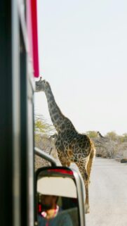 Majestic Giraffe Encounter on Safari Mobile HD Wallpaper
