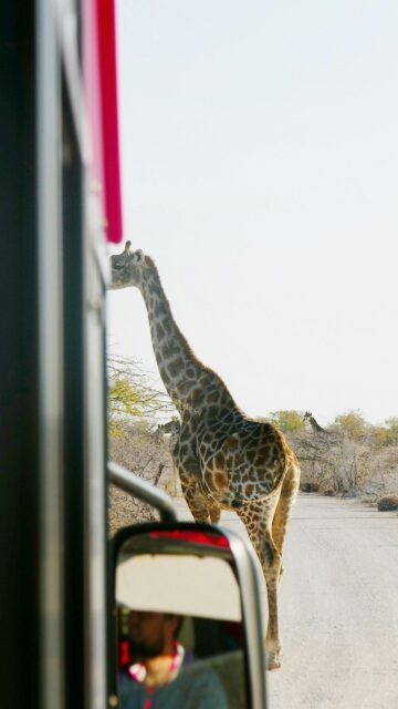 Majestic Giraffe Encounter on Safari Mobile HD Wallpaper