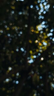 Dreamy Bokeh Light Orbs Abstract Forest Phone Wallpaper