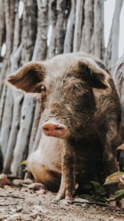 Rustic Muddy Piglet Portrait Nature Mobile Phone Wallpaper