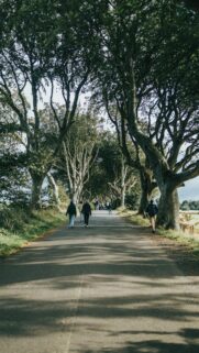 Enchanting The Dark Hedges Tree Tunnel Path Mobile Wallpaper