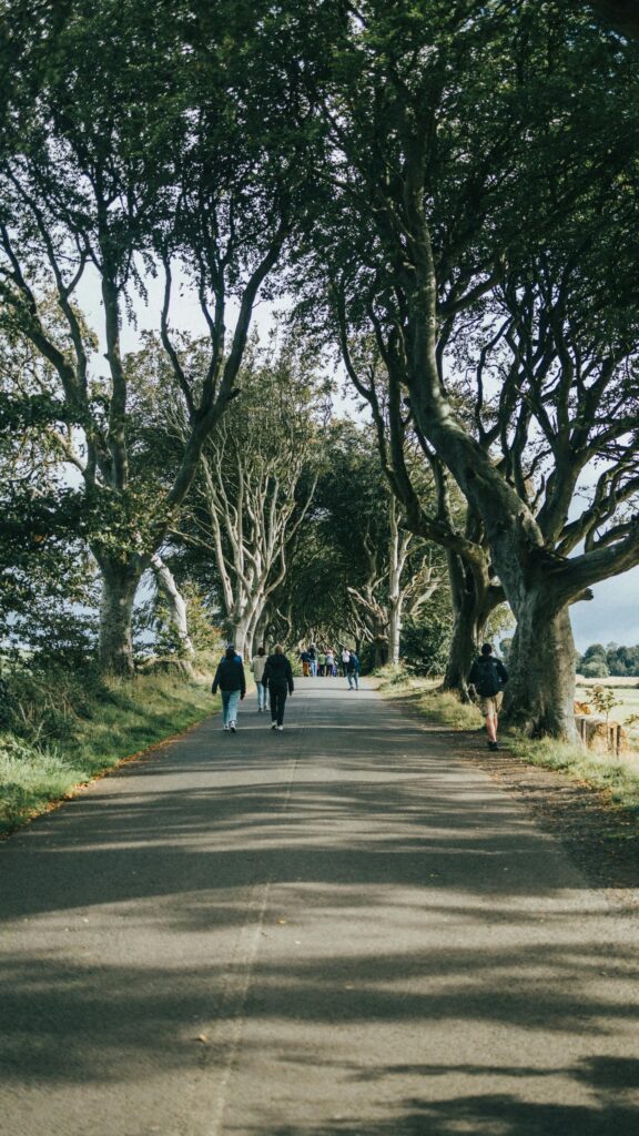 Enchanting The Dark Hedges Tree Tunnel Path Mobile Wallpaper