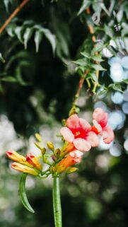 Vibrant Orange Trumpet Vine Flowers Botanical Nature Phone Wallpaper