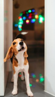 Adorable Beagle Puppy Howling with Christmas Lights Phone Wallpaper